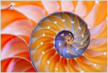 another beautiful nautilus shell image