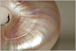 another beautiful nautilus shell image